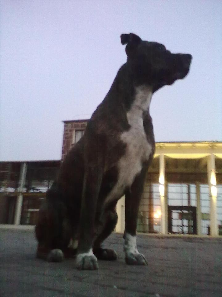 Константин Глинский | Киев