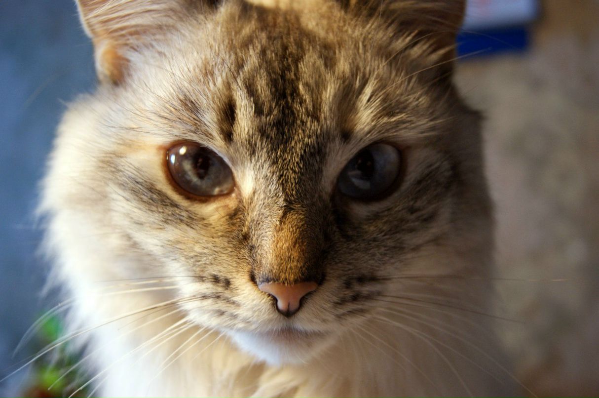 Александра Енот | 