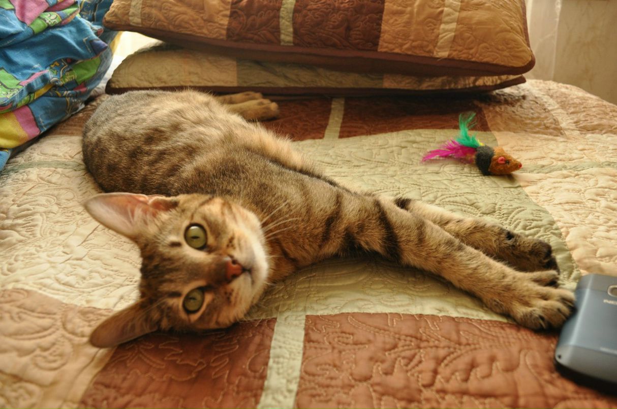 Константин Рагулин | Москва