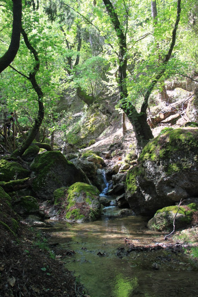 Ronald Shipitsyn | Беэр Шева