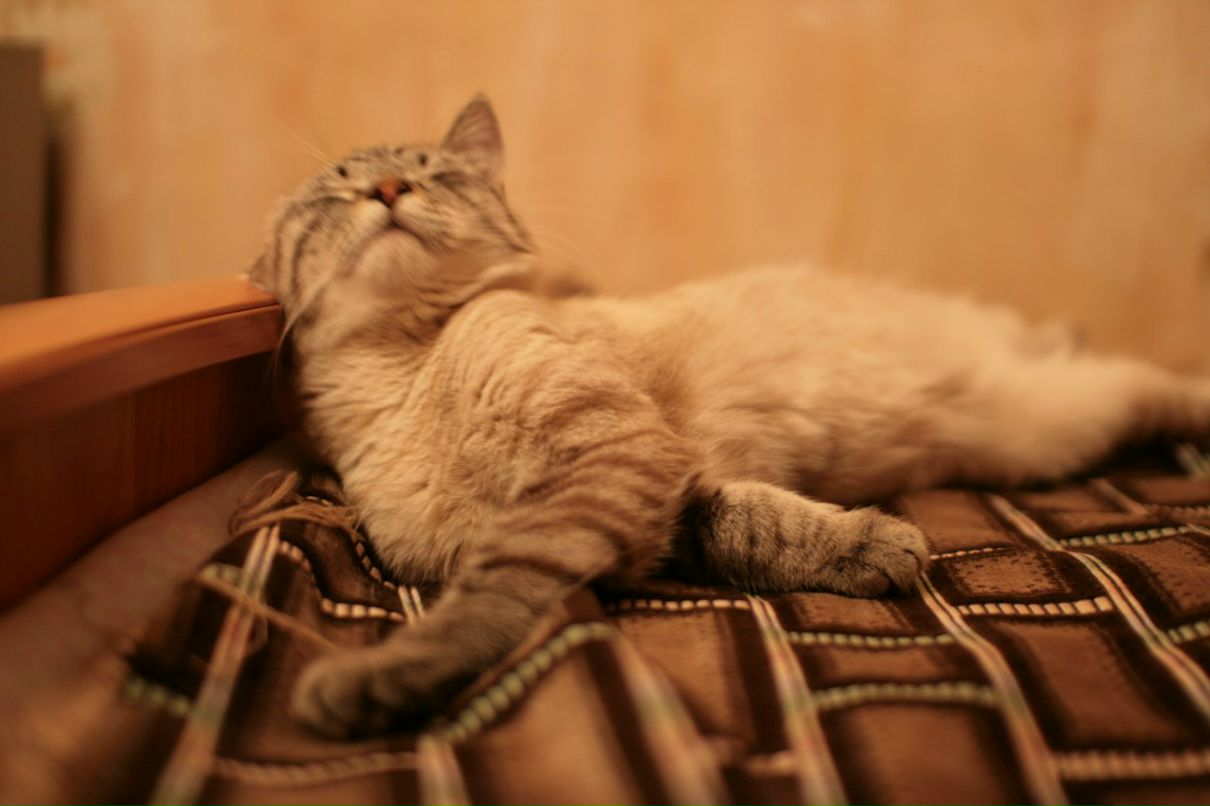 Дмитрий Романов | Смоленск