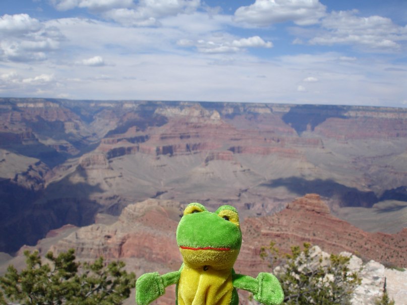 Лягуха Зырящая | Санкт-Петербург