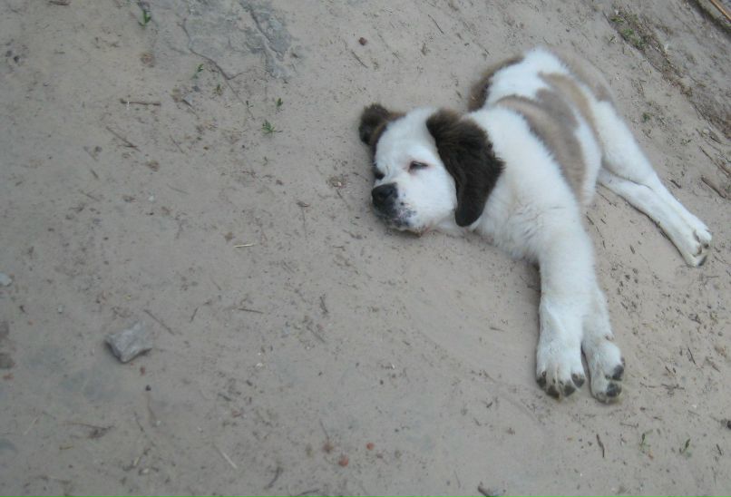 Ванек Петрикей | Чернигов