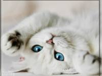 Светлана Перинеева | Санкт-Петербург