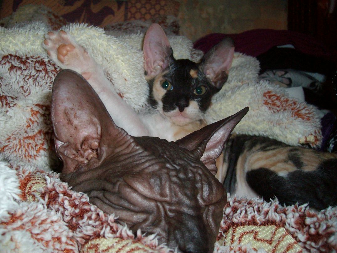 Алекса Волкова | Roma