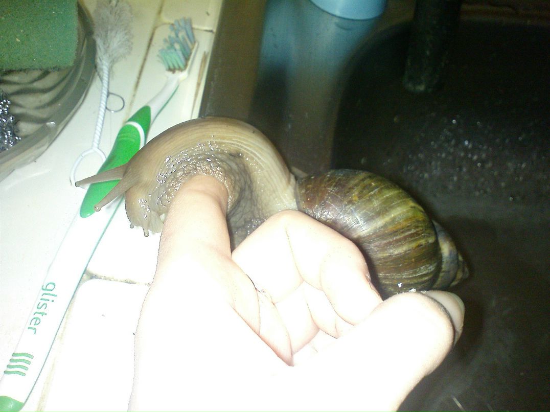 Катя Гонишь | 