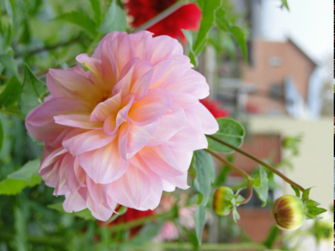 Екатерина Шершнёва | 