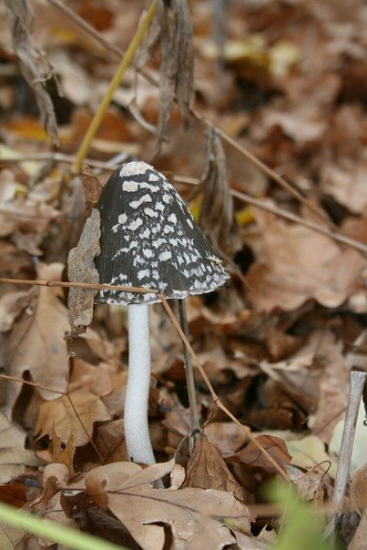 Денис Карасев | Чертково