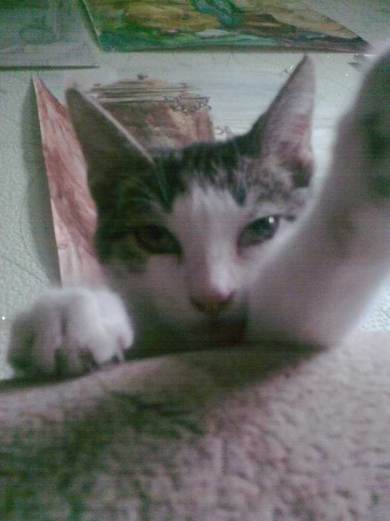 Татьяна Толчина | Вологда