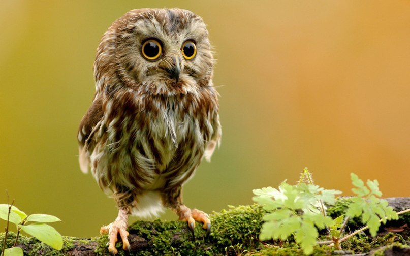 Татьяна Демченко | Алматы