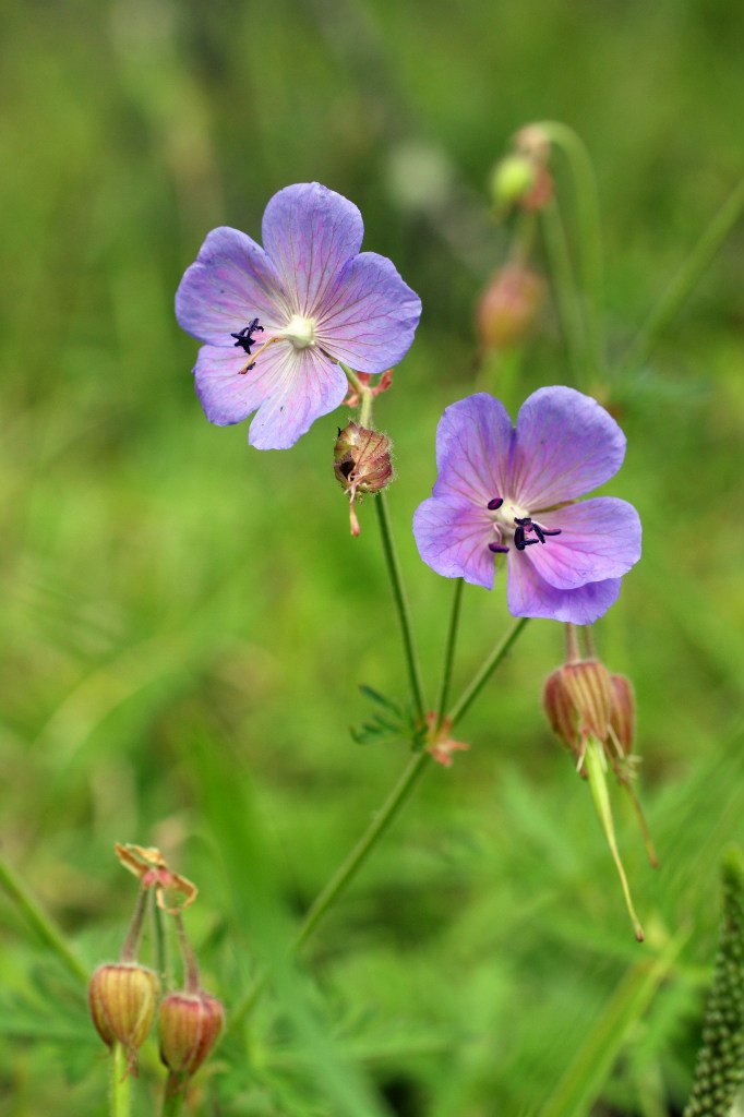 Туяра Андреева | Якутск