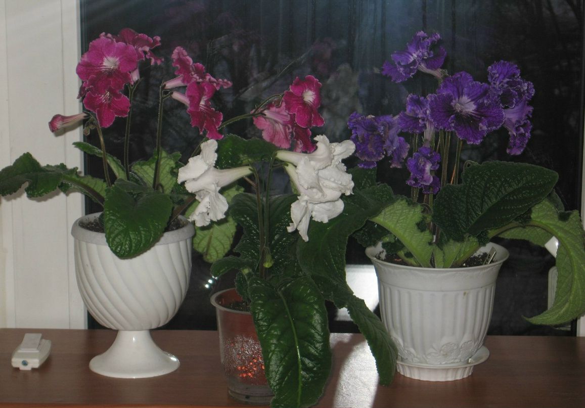 Галина Рогозина | Санкт-Петербург