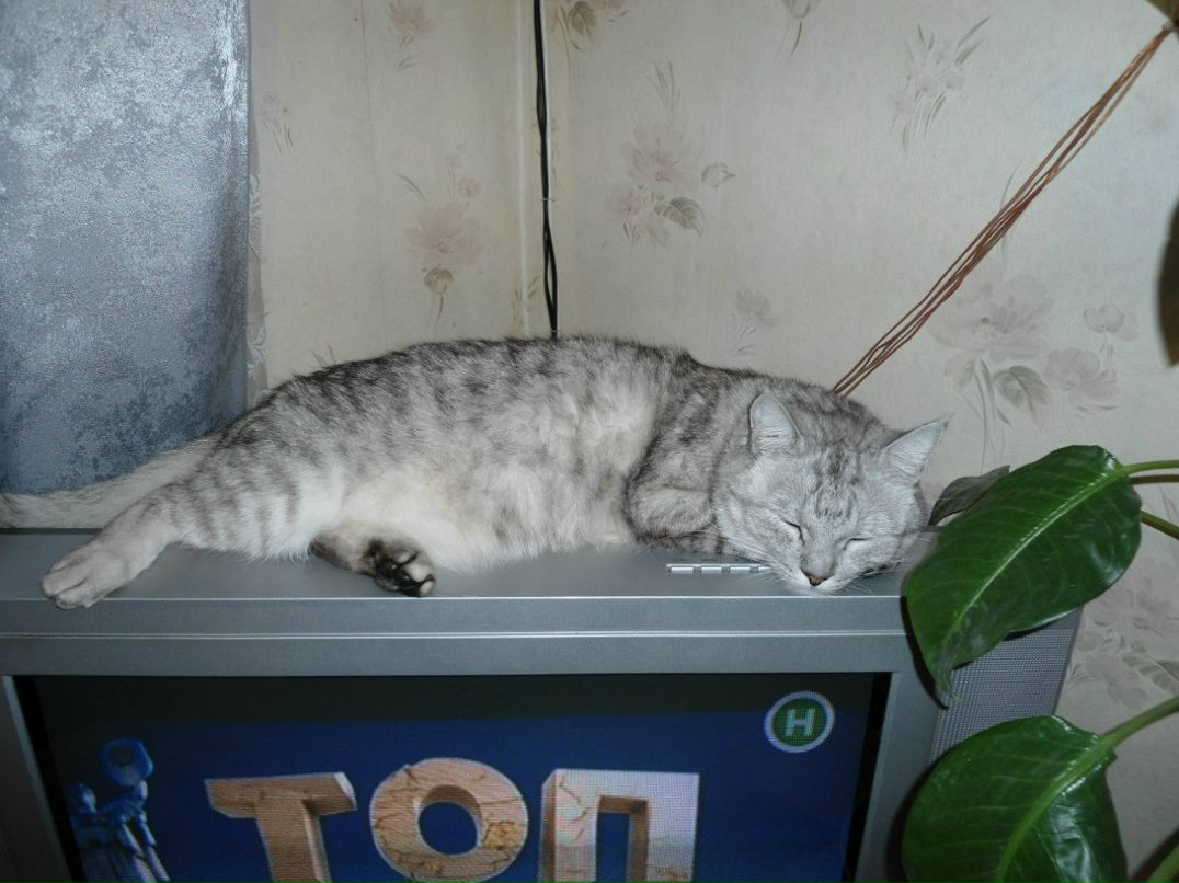 Алёна Лазебна | Киев