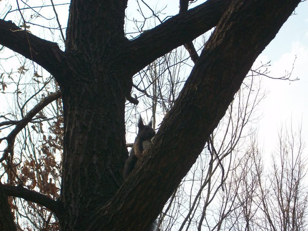 №27, Алина Шиманская, 33 года, Киев №27, Алина Шиманская, 33 года, Киев