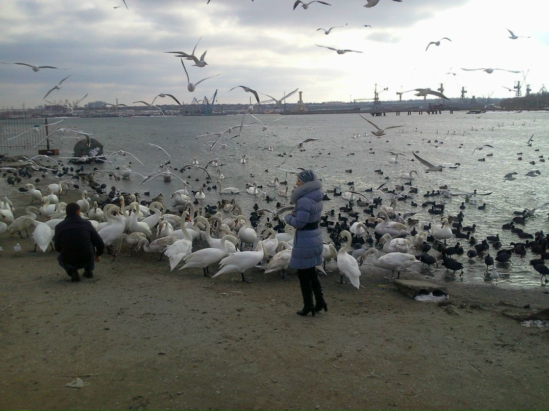 Евгений Чепурняк MEDVEDb | Одесса