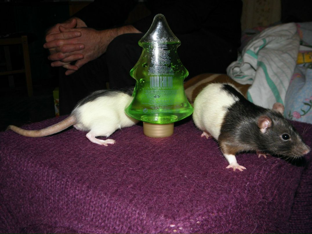 Настенька Колосова SUN | Киев