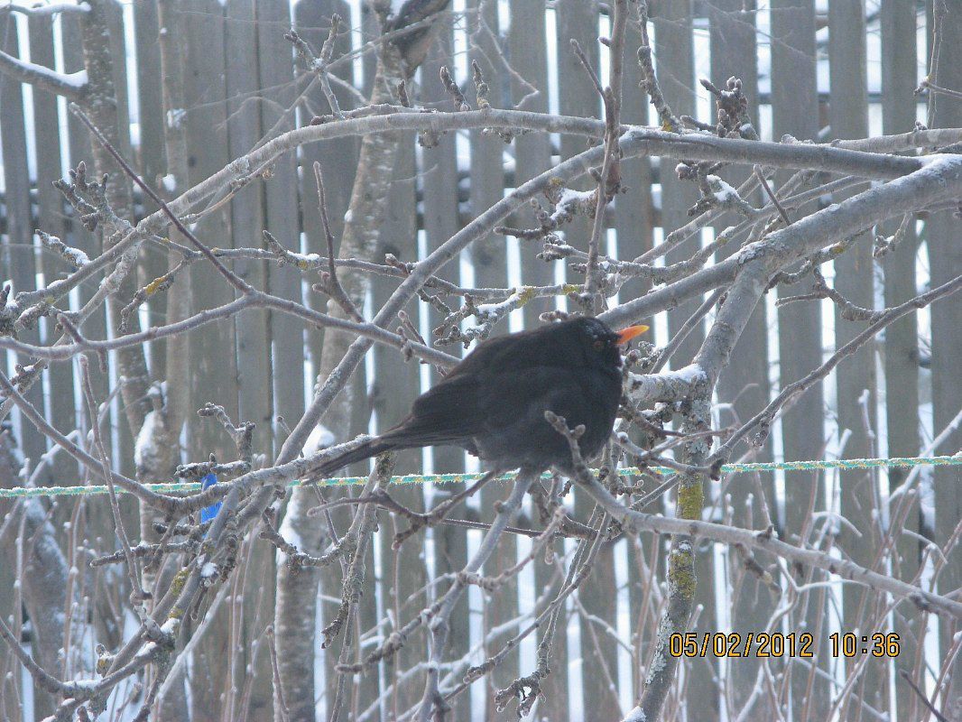 Ирина Перелыгина | Дивенский