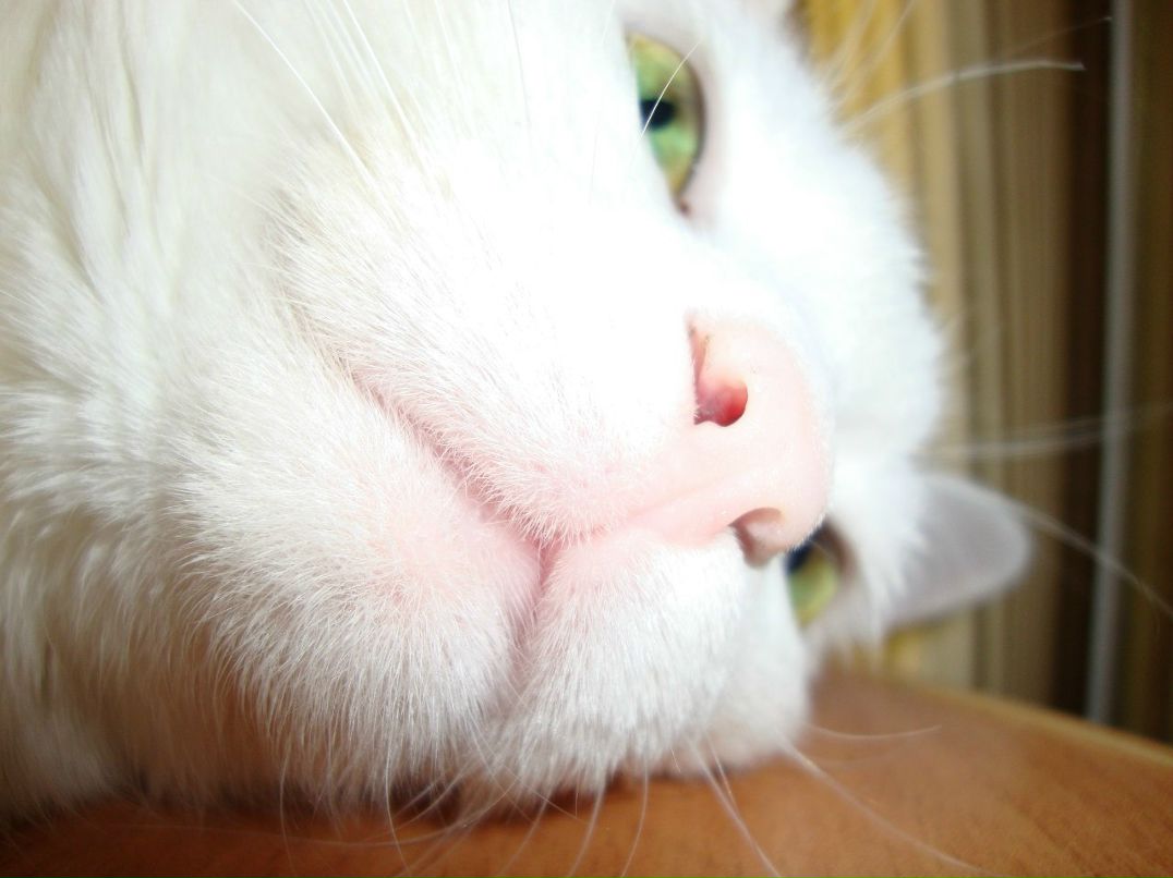 Светлана Кирусова | Великий Новгород