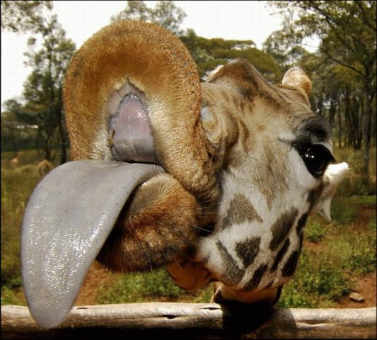 №33, Леночка Хвостюк, 38 лет, Витебск №33, Леночка Хвостюк, 38 лет, Витебск