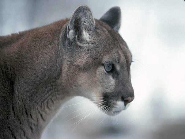 №1, Светлана Степаненко №1, Светлана Степаненко