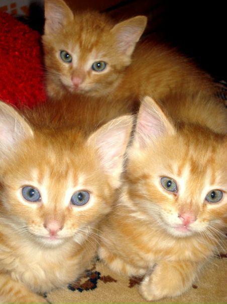 №8, Мася Груб'як, 35 лет, Тернополь №8, Мася Груб'як, 35 лет, Тернополь