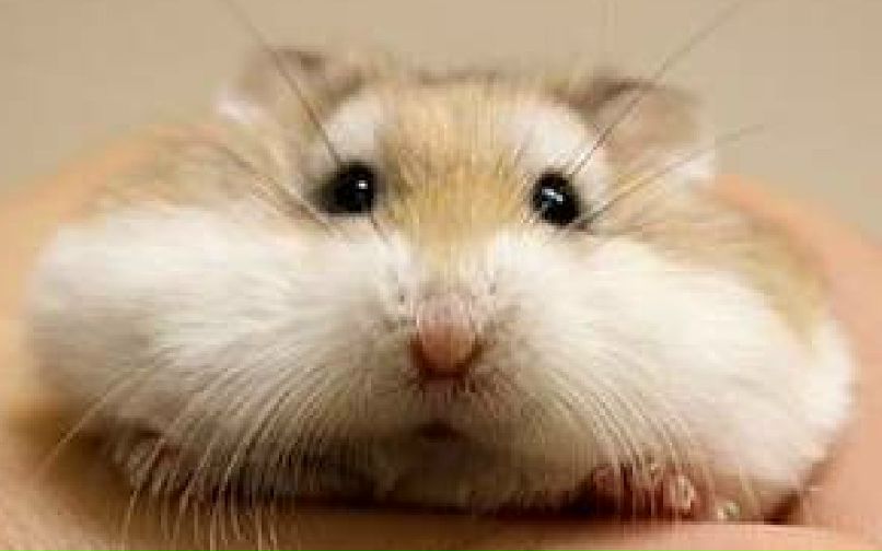 Денис Чистоклетов Chist | Харьков