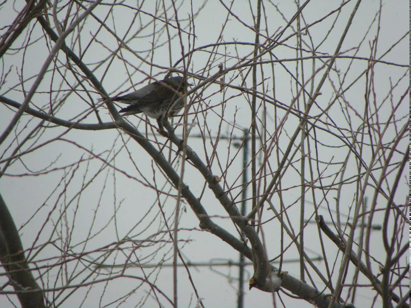 Irina Dmitrieva | Екатеринбург