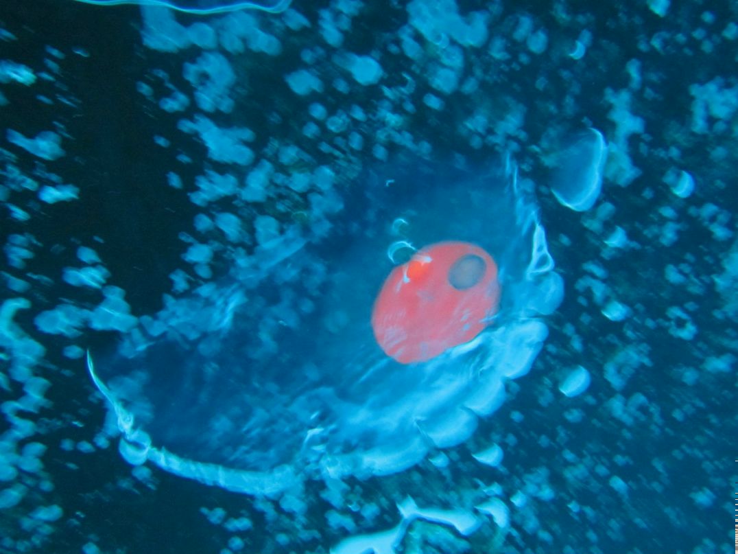 Alexey Sultanov lexser | Санкт-Петербург