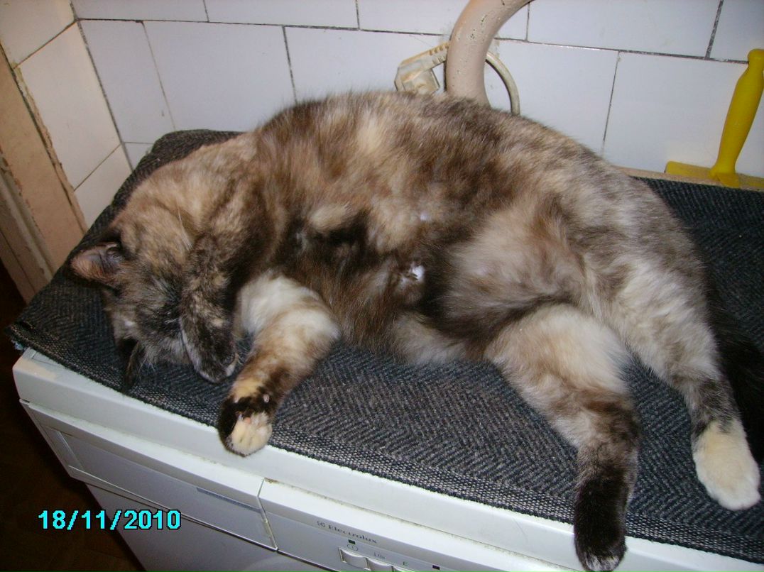 Ирина Малышева | Санкт-Петербург