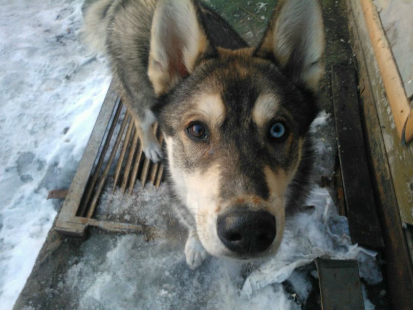Дима Шалашов | Усинск