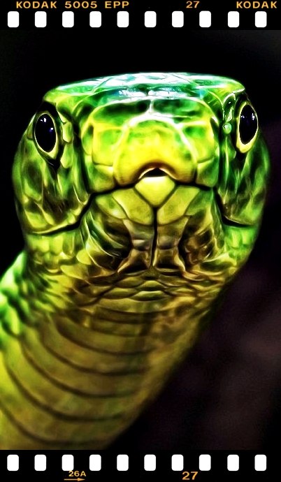 Amalia Gitman | Bat Yam