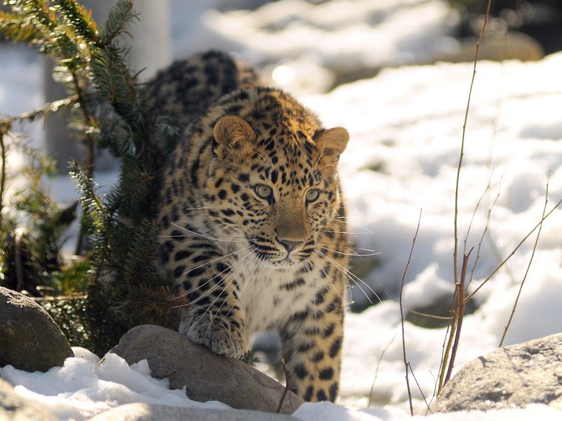 Станислав Юрьев | Ханты-Мансийск