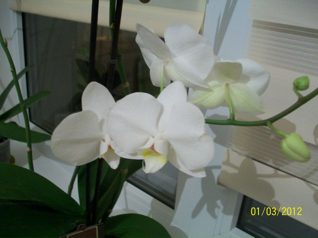 Иринка Свинтицкая SWЕЕTTY | Киев