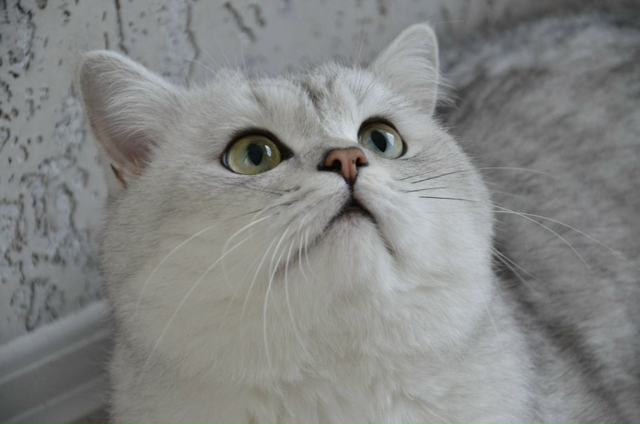 №3, Алёнка Баста №3, Алёнка Баста