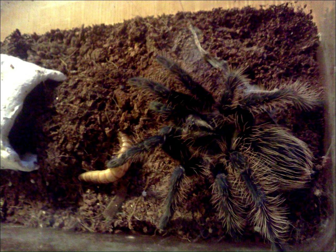 Михаил Попов | Киев