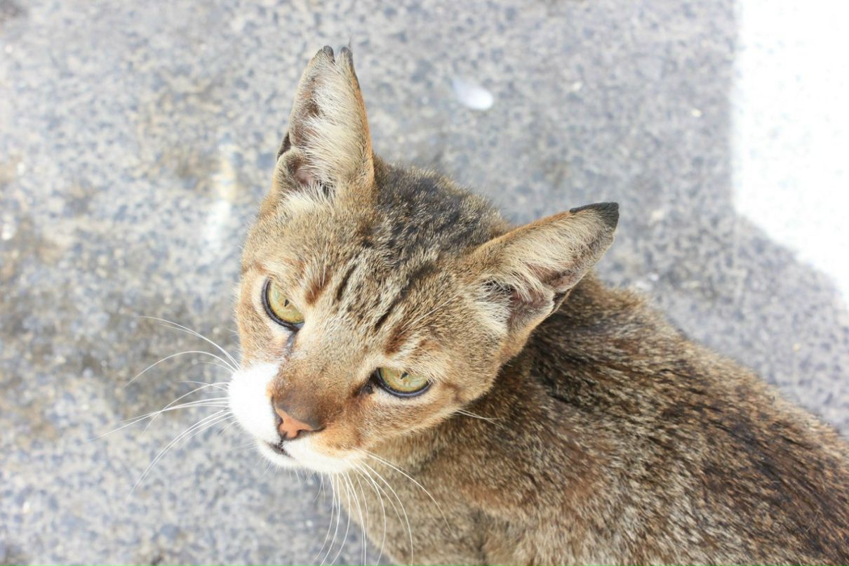 Анюта Ткачук | 