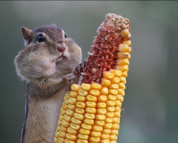 Дарья Маетная | 