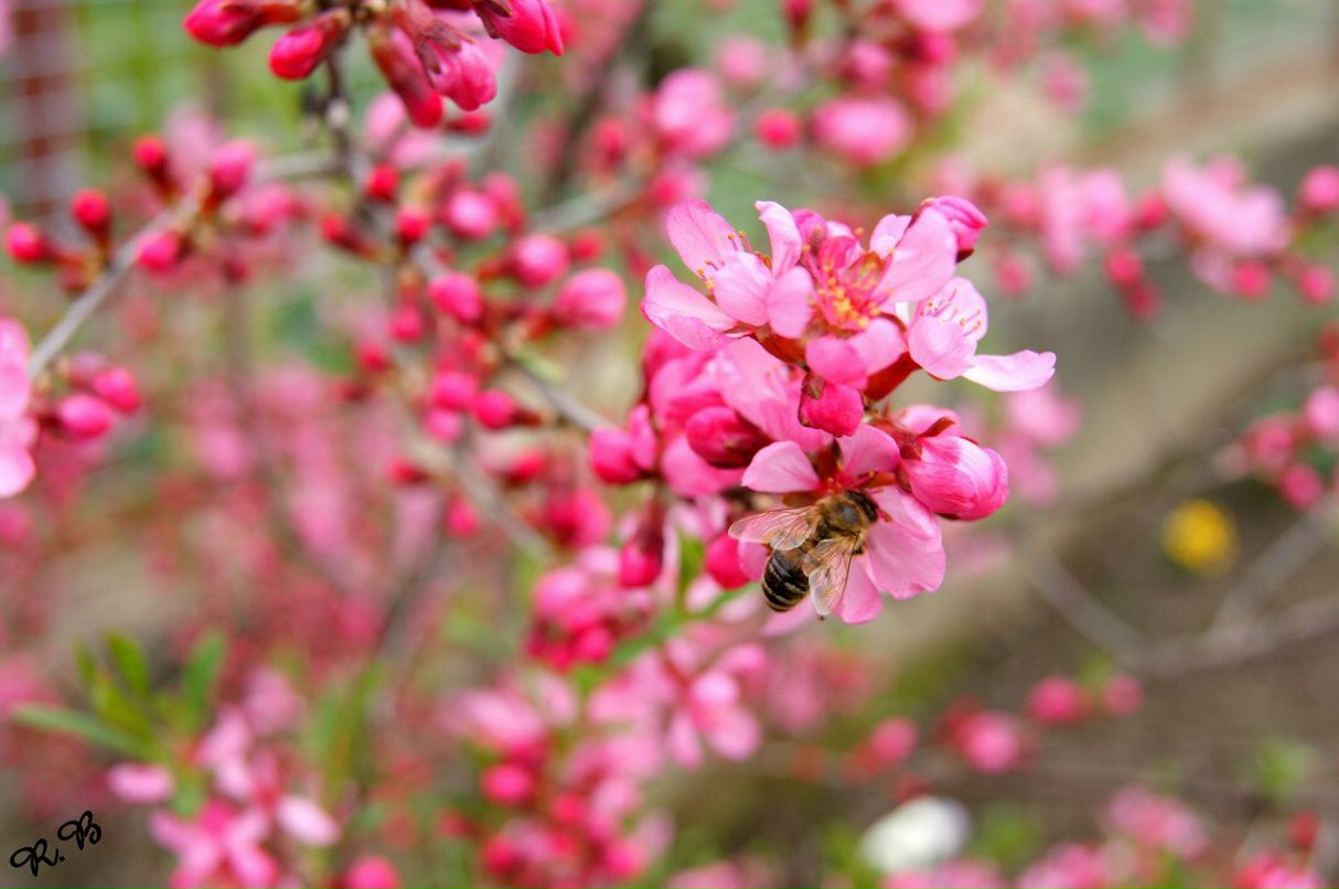 Роберт Боднар | Ужгород