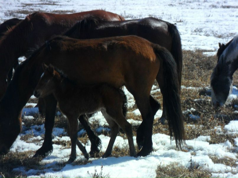 Наталья Русакова | Краснозерское