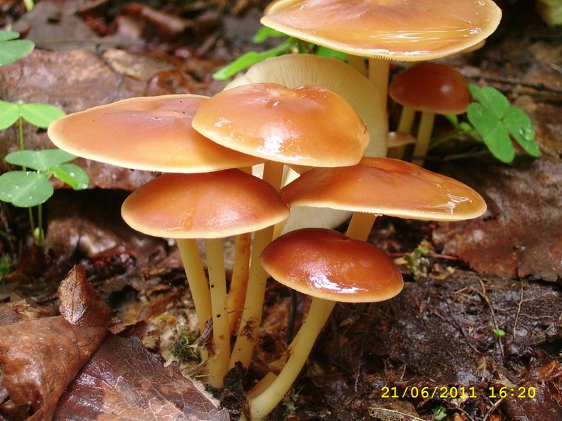 Александр Евстигнеев | Санкт-Петербург