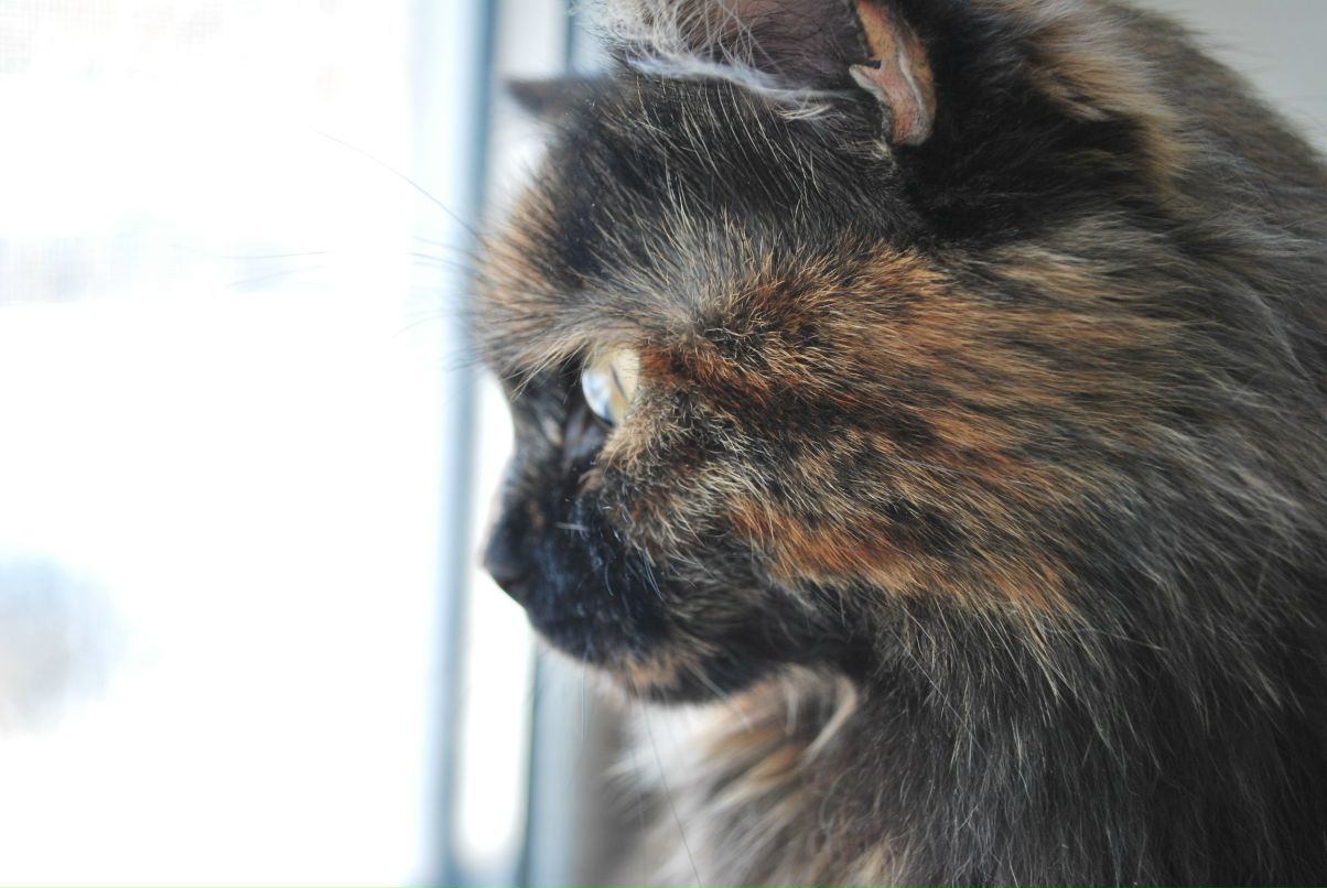 Елена Эйжвертина | Донецк