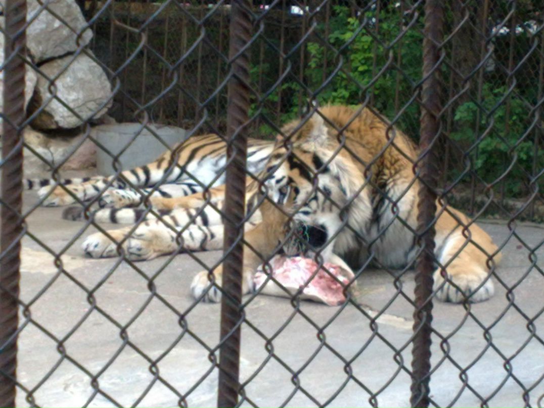 Александр Коваленко Николаевич | Донецк