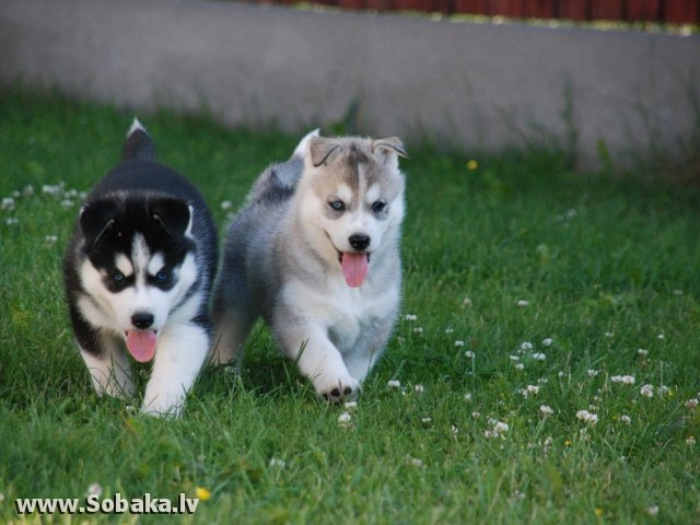 Андрій Малиновський _M&M's_ | 