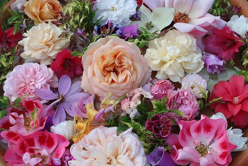 Катерина Сморщок | London