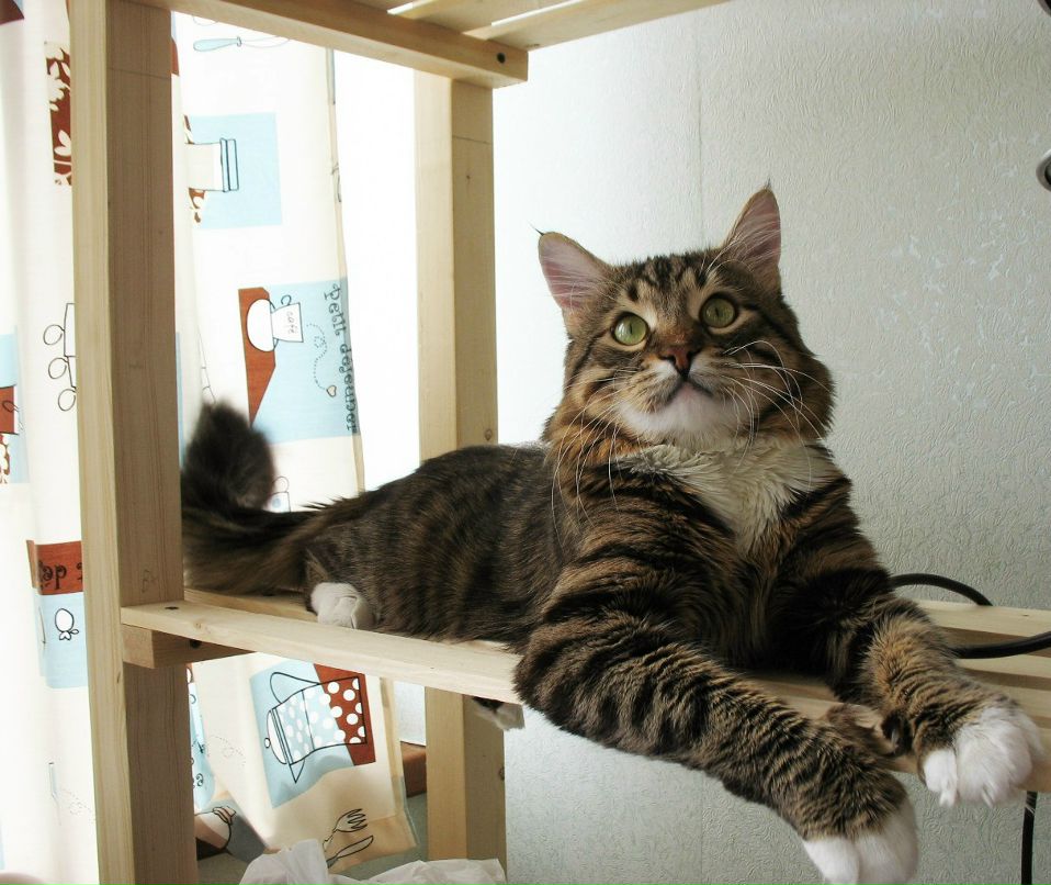 Маргарита Босых *puma* | Москва