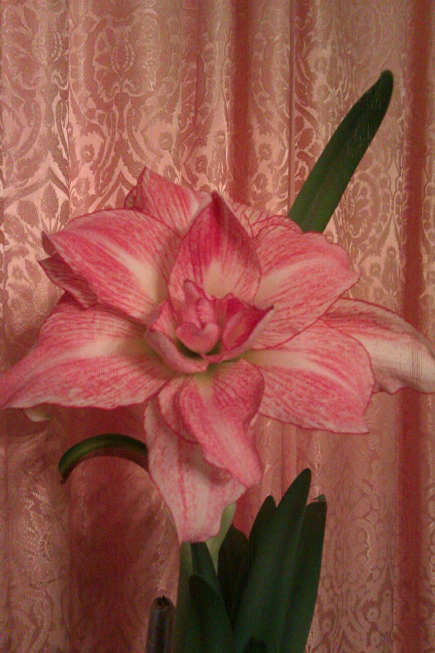 Елена Михеева | Санкт-Петербург