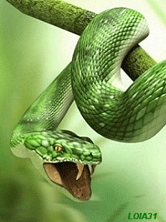 Лилия Швец | Николаев