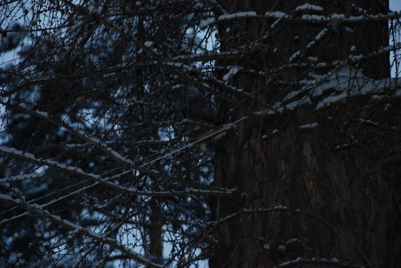 Оля Бахвалова | Вологда