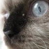Аватар: Лизун Кошк