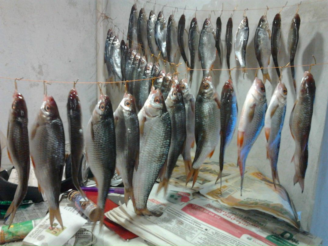 Максим Мясников | Первомайск